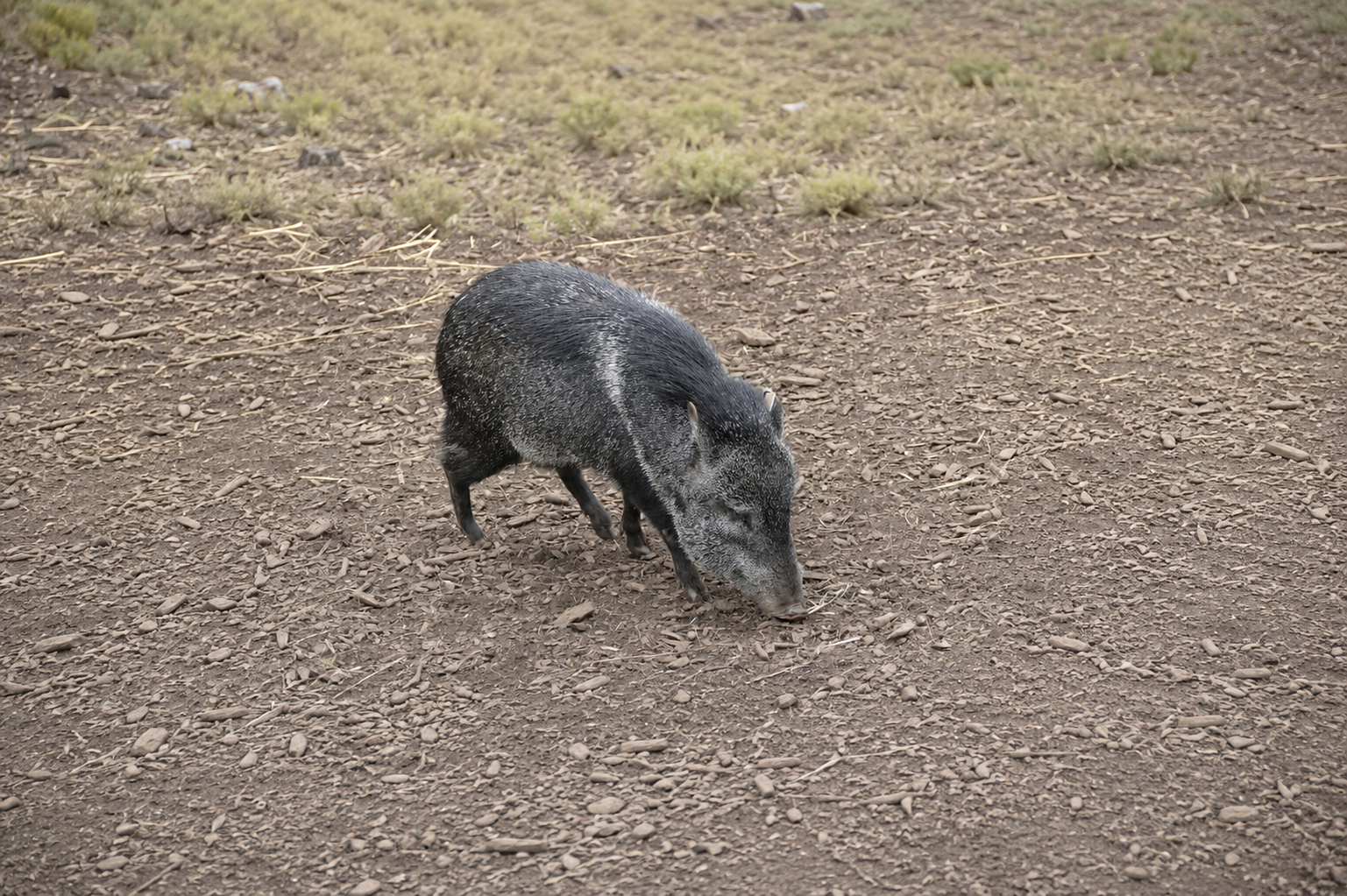Javelina hunting South Texas McGrath Ranch